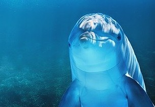 Мэр Новосибирска: обязательное условие работы дельфинария – безопасность животных, они тоже могут заразиться