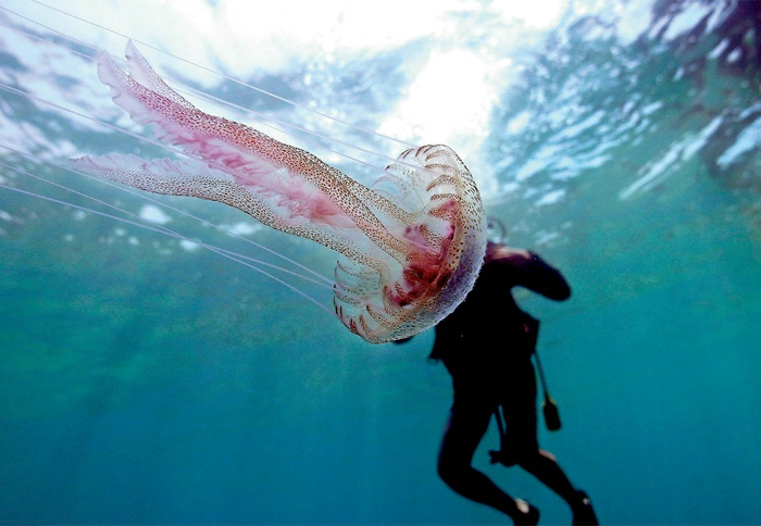 О смертельно опасных медузах на пляжах Пхукета предупредили туристов