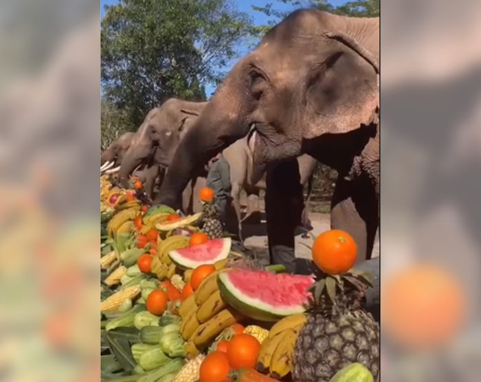 Шведский стол у слонов – забавное видео в честь Международного праздника опубликовали в Сети
