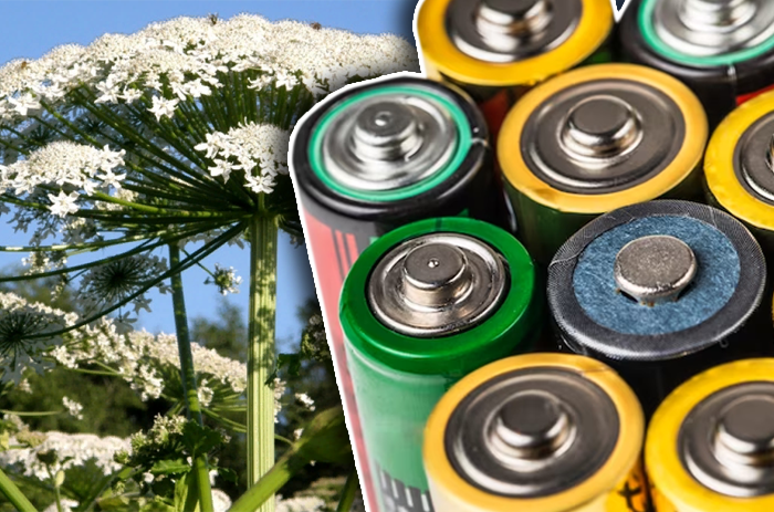 Борщевик — делать батарейки и использовать опасные сорняки предложили ученые