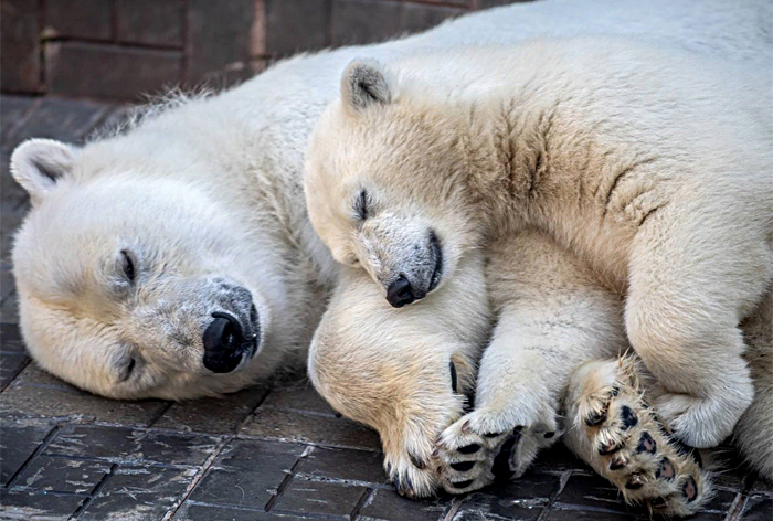 Белые медведи в Новосибирском зоопарке отметили «профессиональный» праздник – видео