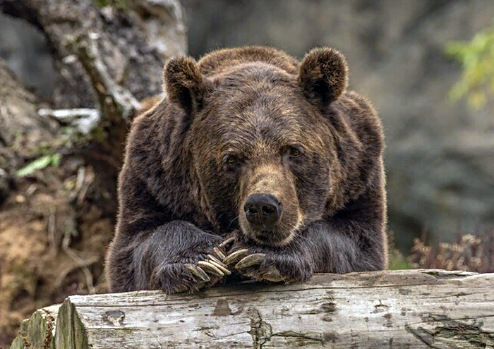 Внеурочный День медведя проведет Новосибирский зоопарк на майские праздники