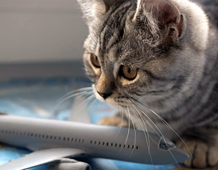 Turkish Airlines задержали самолет из-за кошки-безбилетницы