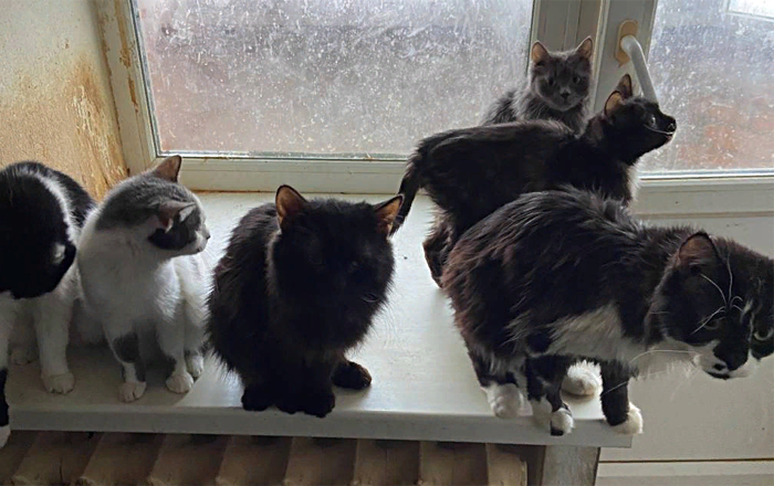 Жительница Новосибирска развела в однокомнатной квартире 66 кошек