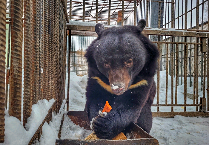 В единственном сельском зоопарке России проснулся первый медведь – видео