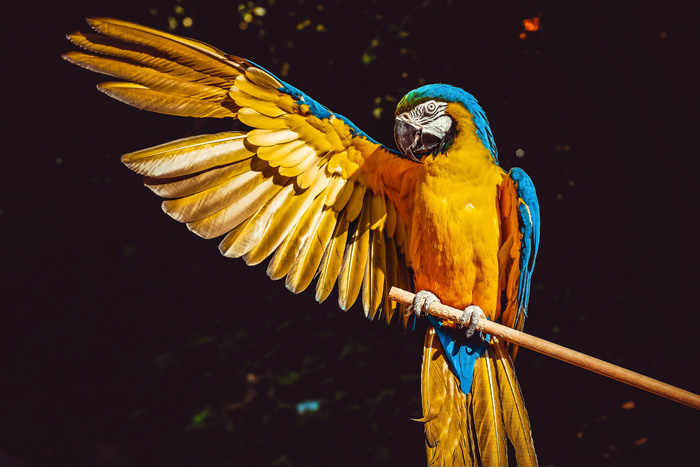 BIRD SONG OPERA – опера птиц «взорвала» интернет