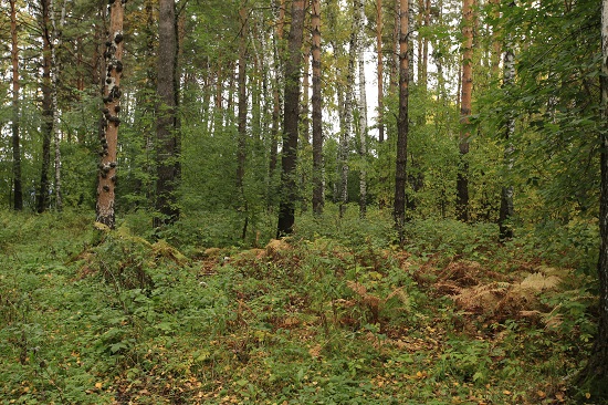 Чистый и безопасный лесопарк на базе Соснового бора создадут в Новосибирске