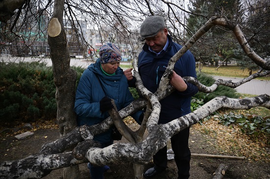 Редким деревьям в Новосибирске планируют присвоить статус памятника природы