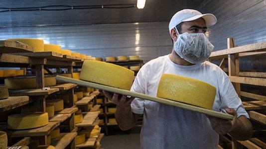 Сыроваренные традиции России возрождаются в сырном кластере «АгриВолга» в Ярославской области