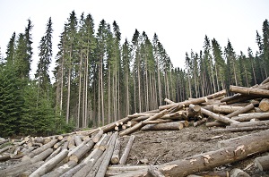 Ученые назвали критической ситуацию с безответственной вырубкой сибирского леса