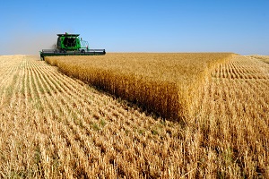 Фермеры Маслянинского и Сузунского районов завершили уборку зерна и получили поздравления от Андрея Травникова