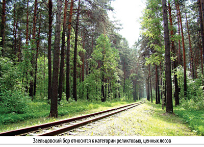 Бор или коттеджи: будет ли Новосибирск зеленым?