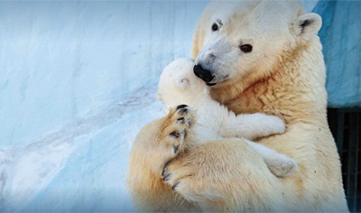 Международный день полярного медведя отметят в Новосибирском зоопарке