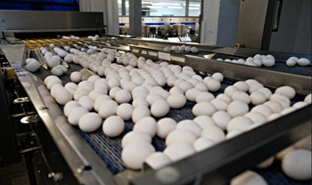 Продукция птицефабрик Новосибирской области пойдёт на экспорт
