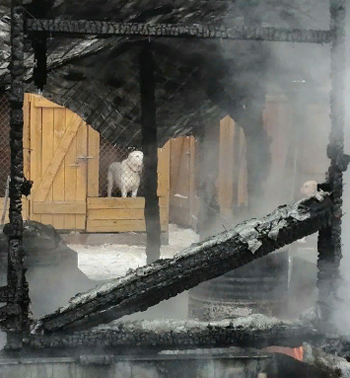 Приют для собак сгорел в Новосибирске - зоозащитники просят о помощи