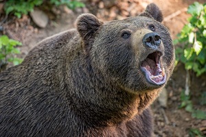 Цирковые медведи просят помощи у новосибирцев