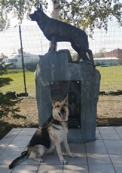 В Барабинске служебную собаку наградили сосисками за поимку вора