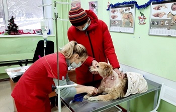 «Замерзал и ждал помощи»: в Новосибирске больше месяца искали и нашли хозяина 15-летнего пса