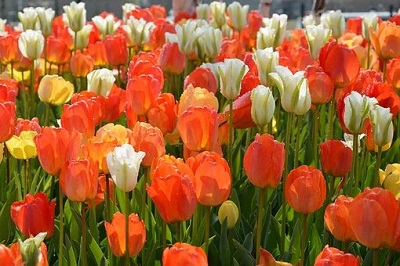 В Новосибирске пройдет фестиваль тюльпанов