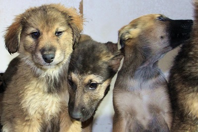 Новый способ отлова бездомных собак используют в Новосибирске