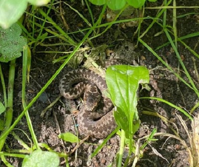 В парке «Березовая роща» в Новосибирске появились змеи