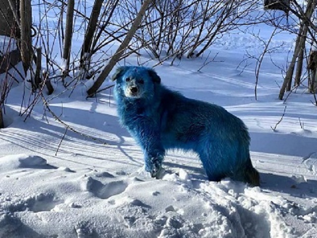 Загадку синих собак разгадывают в Дзержинске