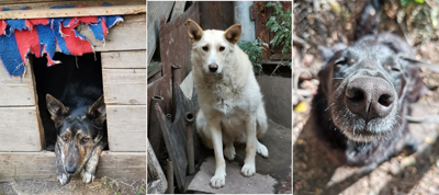 "Готовы стоять на коленях". Приют для собак сносят в Новосибирске