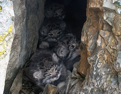 Редкое фото: дикие котята манула попали в кадр на Алтае