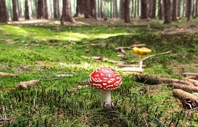 Новые правила сбора грибов и ягод объяснили в минприроды РФ