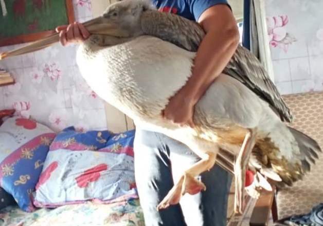 Замерзшего пеликана приютил у себя дома омский пенсионер