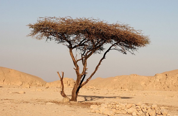 Загадку самого одинокого дерева на Земле пытаются разгадать ученые