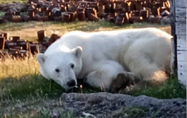В Красноярском крае белый медведь подавился банкой из-под сгущенки и пришел за помощью к людям