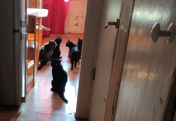 В Новосибирске судебные приставы выселили из квартиры десять кошек