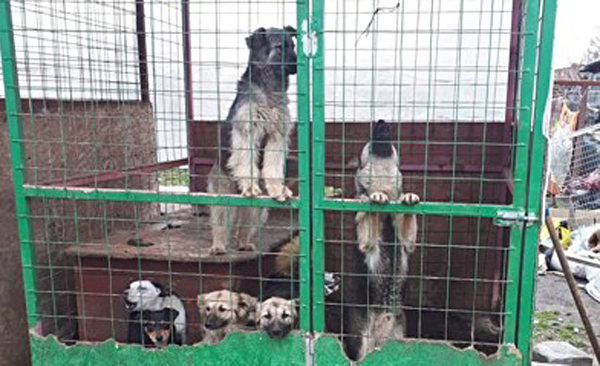 Держать бездомных собак на территории колоний предложили в Магадане