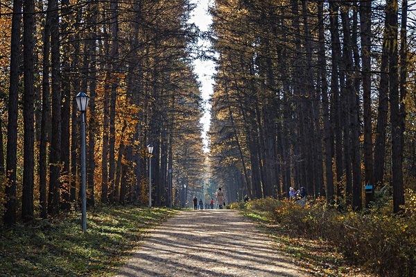 novosibirskij-dendropark
