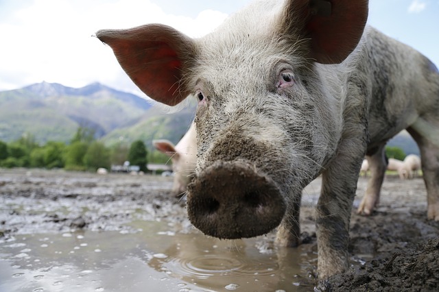 «Число свиней в общественном секторе выросло на треть». Заголовок на сайте правительства НСО насмешил читателей