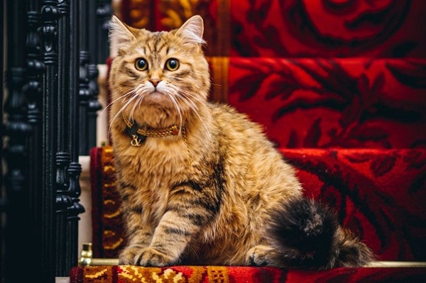 Кошка живёт в номере отеля, который стоит 3,5 млн рублей