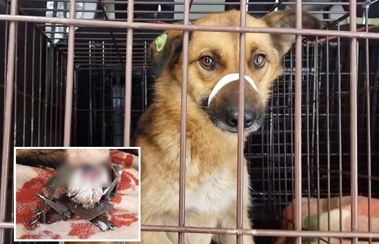 «Пострадавшая в капкане». В Новосибирске собака без лапы ищет дом