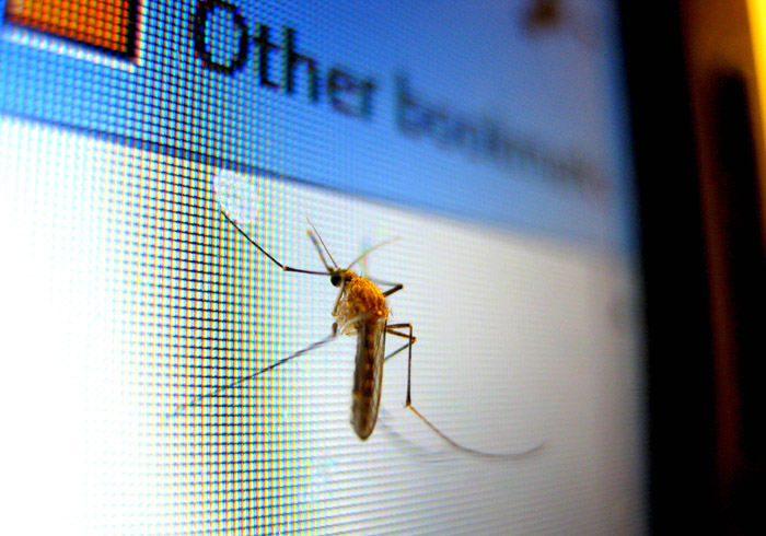 Постпред РФ Василий Небензя сообщил об американских беспилотниках с зараженными комарами