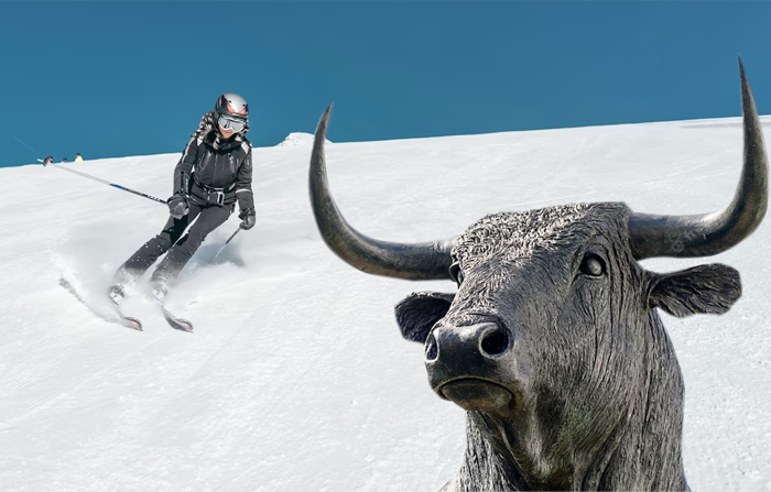 На горнолыжном курорте «Роза Хутор» на сноубордистов напал бык