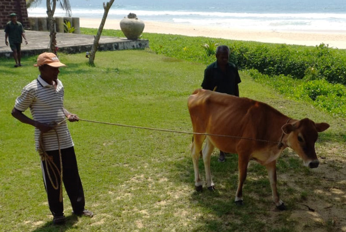 Обними корову - в Индии предложили превратить 14 февраля в День обнимания коров