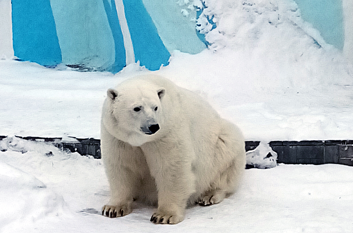 Белые медведи в Новосибирском зоопарке не будут отмечать Международный день полярного медведя