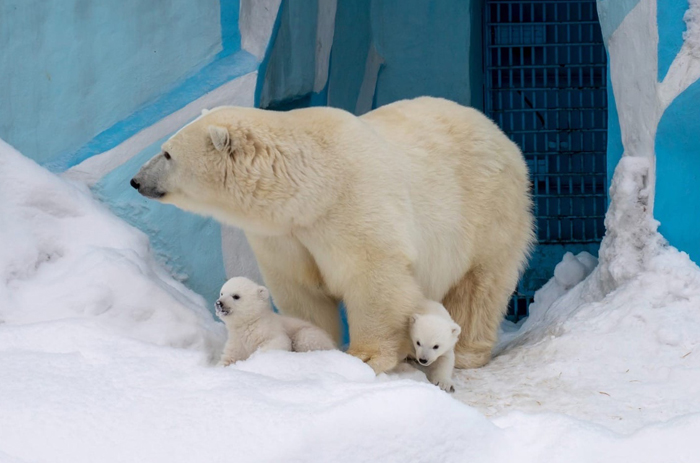 Белые медвежата в Новосибирском зоопарке впервые вышли к людям