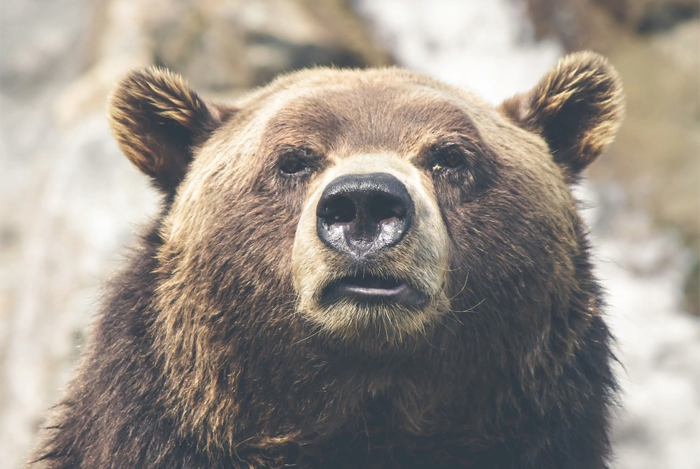 В нацпарке "Заповедное Прибайкалье" из-за медведей-жаворонков закрыли туристический маршрут