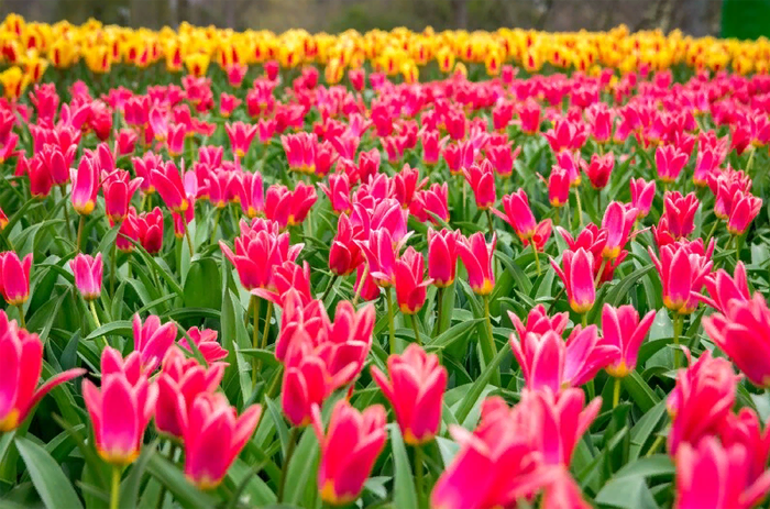 Почти 5 миллионов тюльпанов одновременно зацвели в Королевском парке Кёкенхоф в Нидерландах