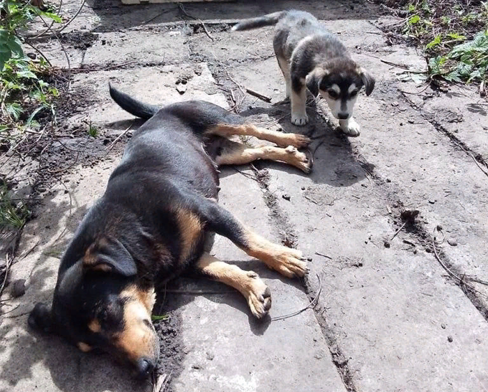 Двух щенков и собаку Марусю из зоны СВО спасли новосибирские волонтеры