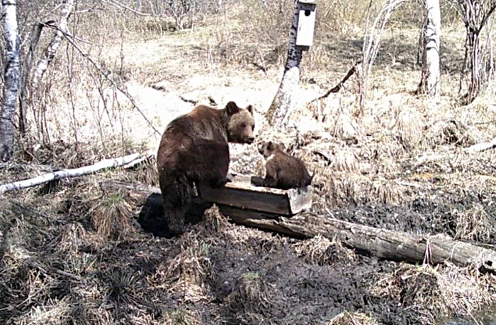 Фотоловушка в новосибирском заказнике показала забавные кадры обедающих медведей