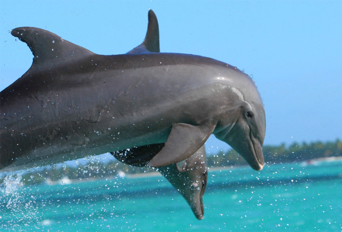 Романтические игры дельфинов сняли на видео туристы в Хургаде