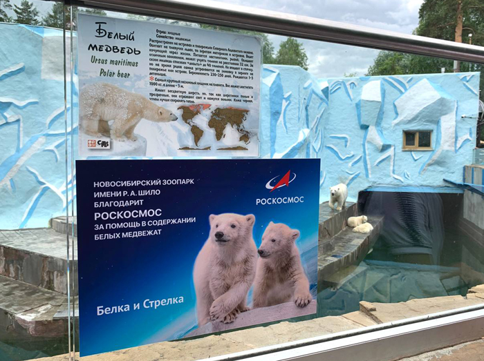 Роскосмос взял шефство над белыми медвежатами из Новосибирского зоопарка