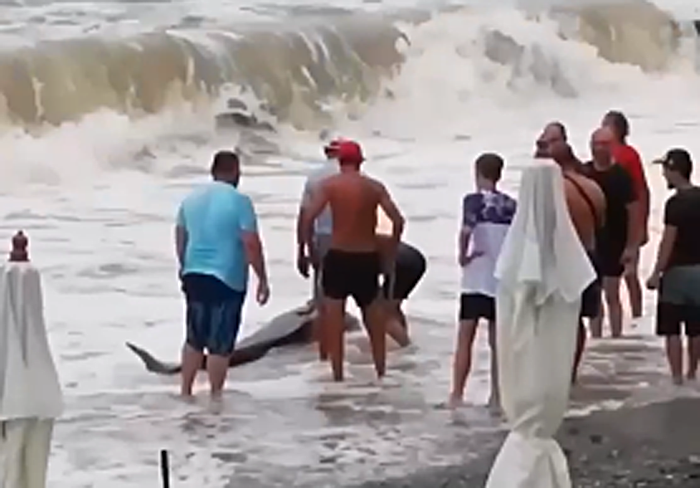 На пляже в Адлере туристы спасли двух дельфинов во время шторма